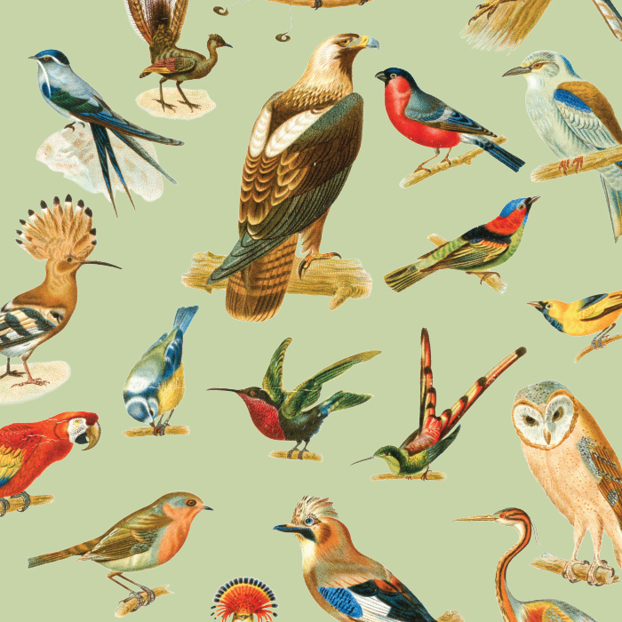 Go all out when you personalize your space with our Vintage Birds Peel and Stick Removable Wallpaper.