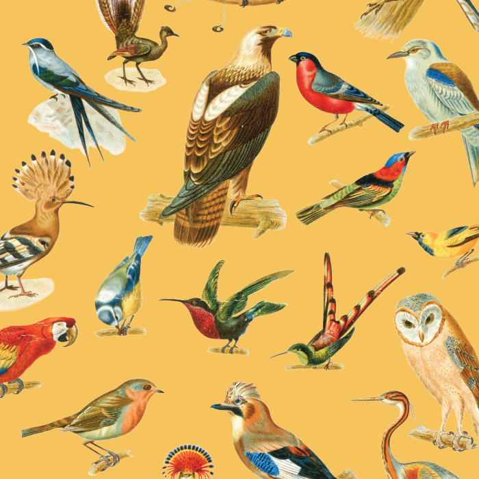 Go all out when you personalize your space with our Vintage Birds Peel and Stick Removable Wallpaper.